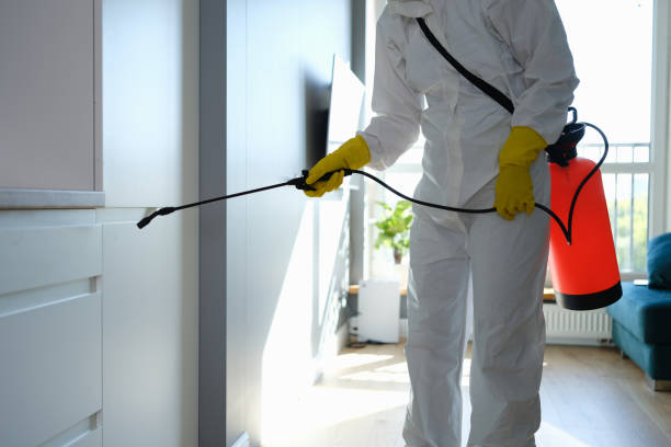 Best Mold Damage Restoration  in Kachina Village, AZ