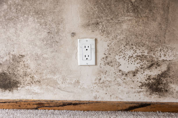 Professional Mold Removal in Kachina Village, AZ