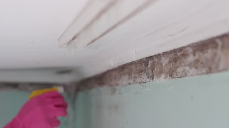 Best Mold Removal for HVAC Installations  in Kachina Village, AZ