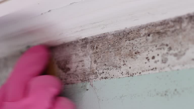 Best Mold-Related Health Consultation  in Kachina Village, AZ